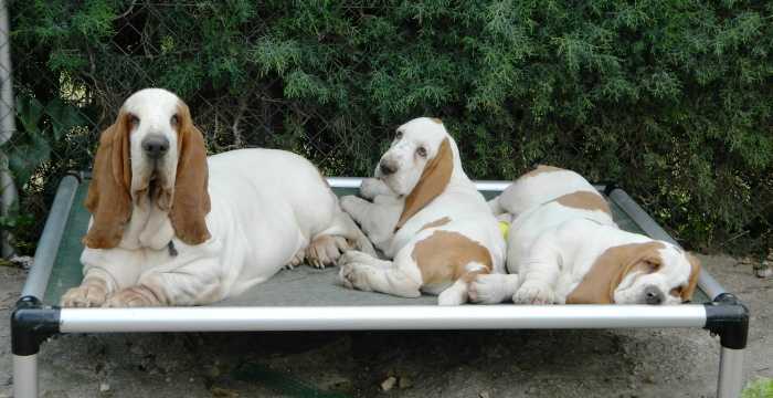 Familia de Basset Hound con cachorros