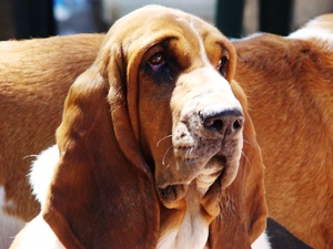 MultiCH. Öreghegyi Vadász Anette (Basset Hound)