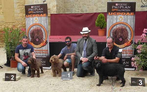 Concurso Monográfico de la Unión de Criadores del Perro de Agua Español