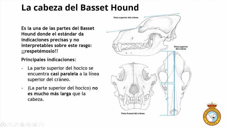Seminario de Basset Hound. Diapositiva 5